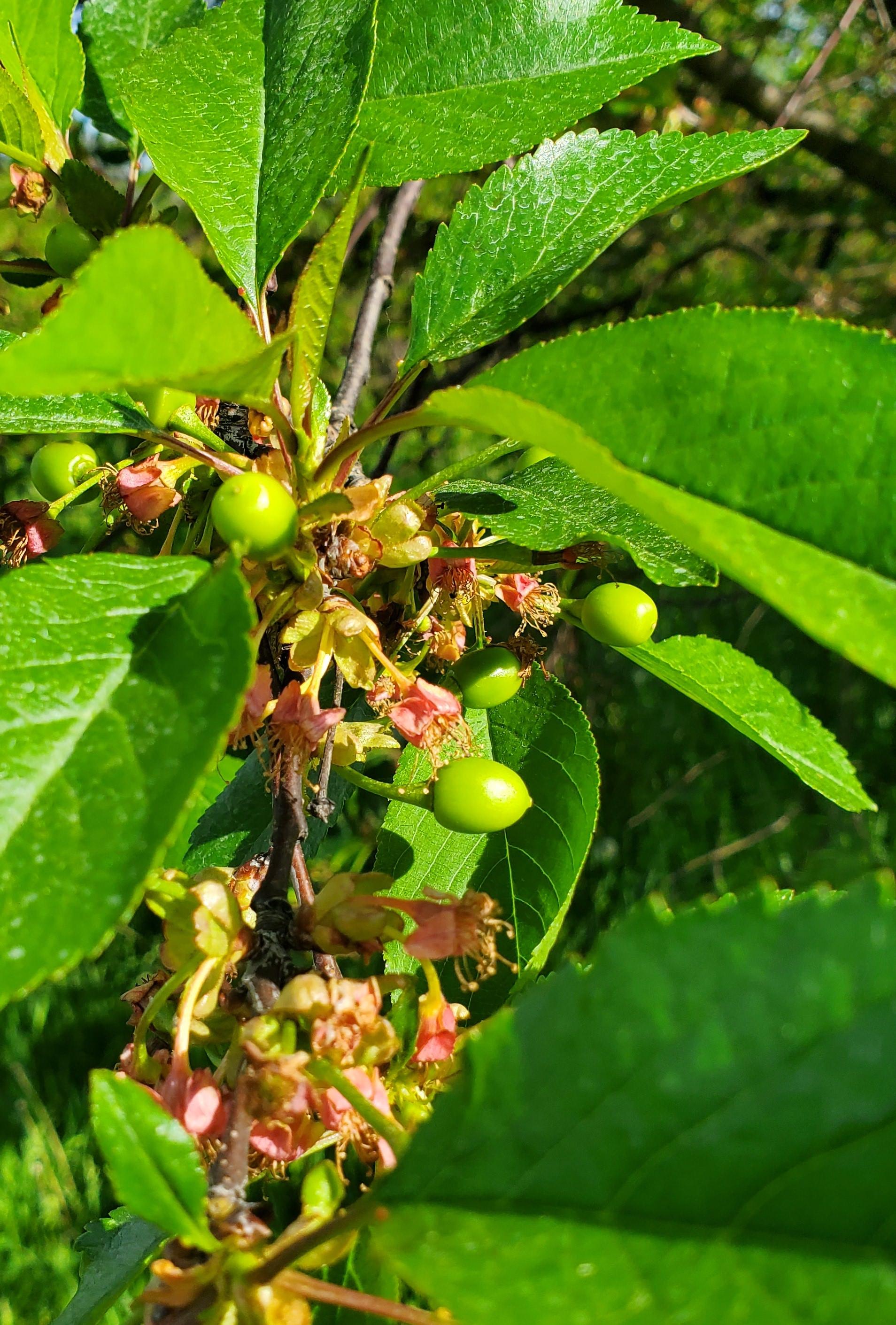 Cherry crop.